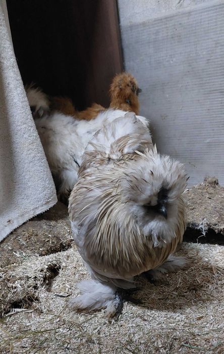 Kogut Kura ozdobne Silka jedwabista i satynowa, Gołoszyjki