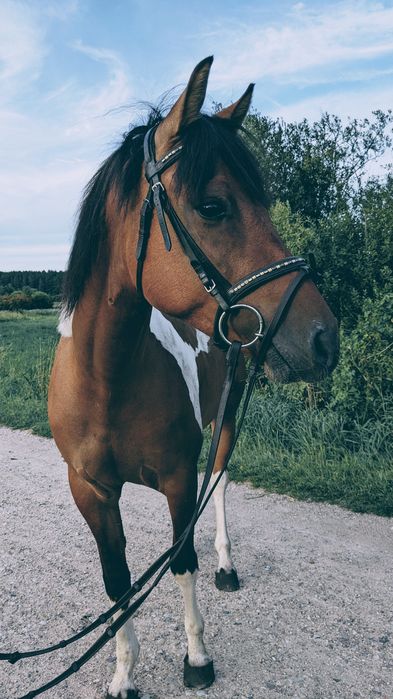 koń, wałach do rekreacji