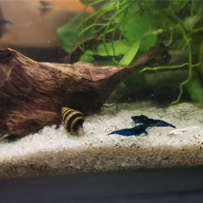 Krewetki Blue Velvet niebieskie 20 szt.