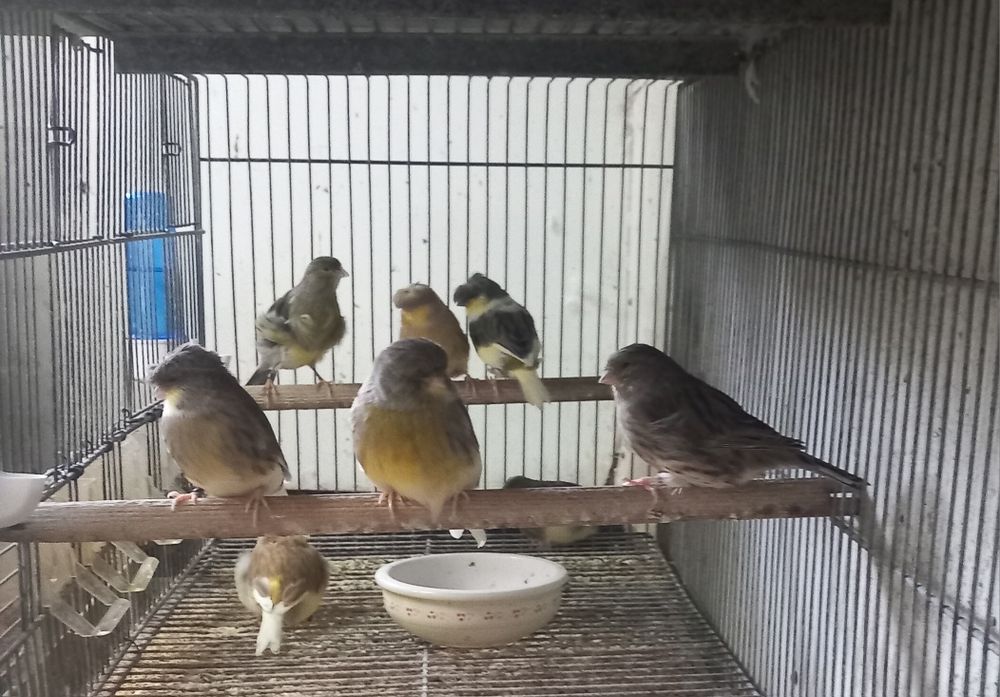Vendo canários glostas e frisado