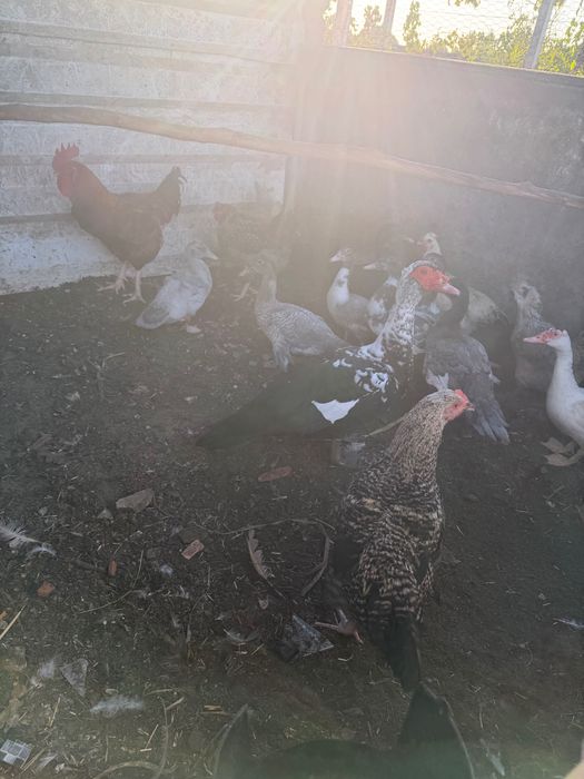 Vendem-se galinhas , galo e patinhos
