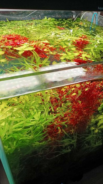 Roslina wysyłka paczkomatem