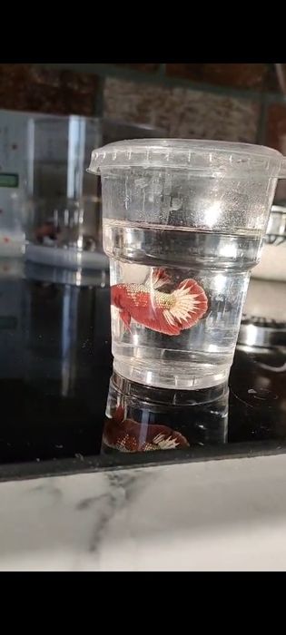 Betta Bojownik sklep zoologiczny Pirania Olsztyn wysyłka