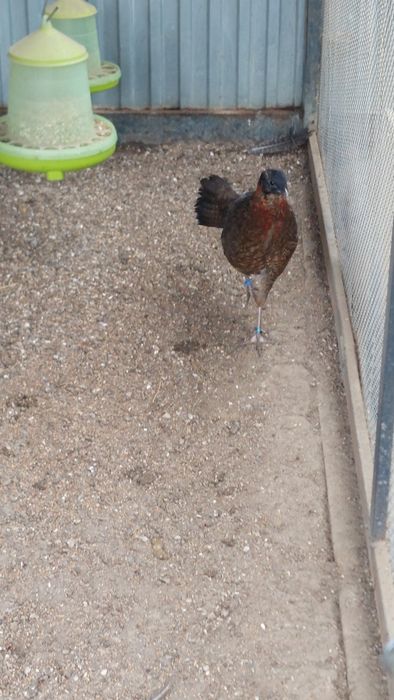 Bazant tragopan samiec