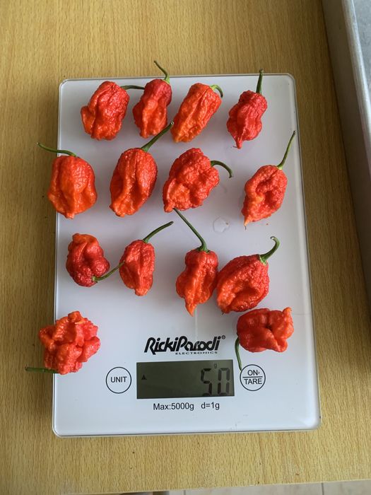 Malaguetas carolina reaper