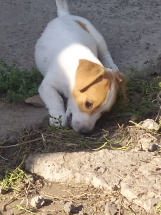 Джек Рассел тер'єр