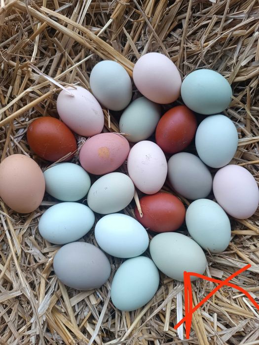 Jaja,jajka lęgowe mix