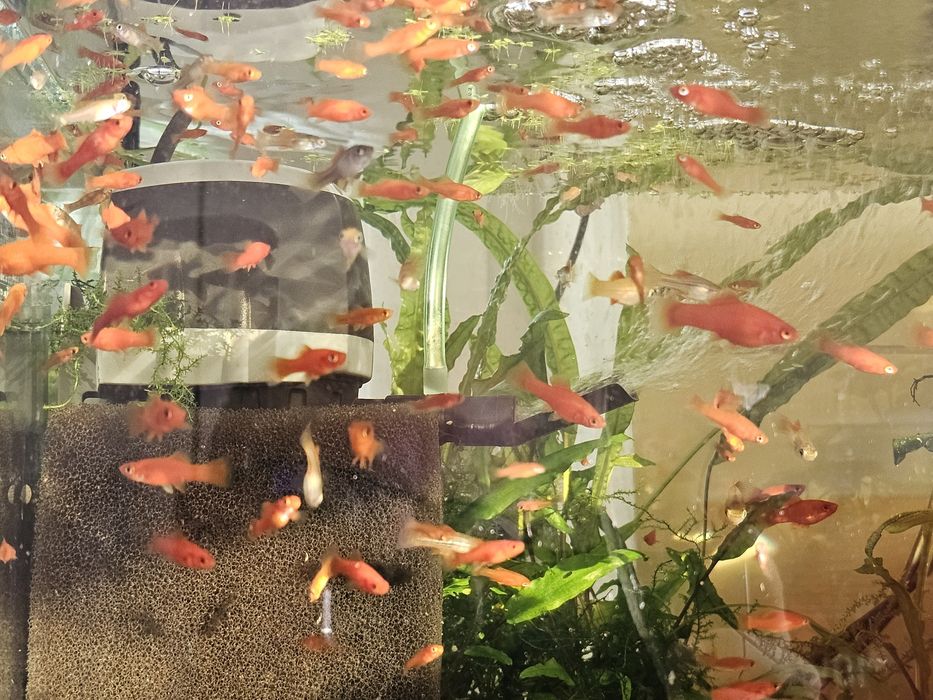 Sprzedam młode mieczyki