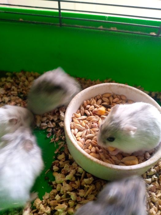 Хомячки Кременчуг