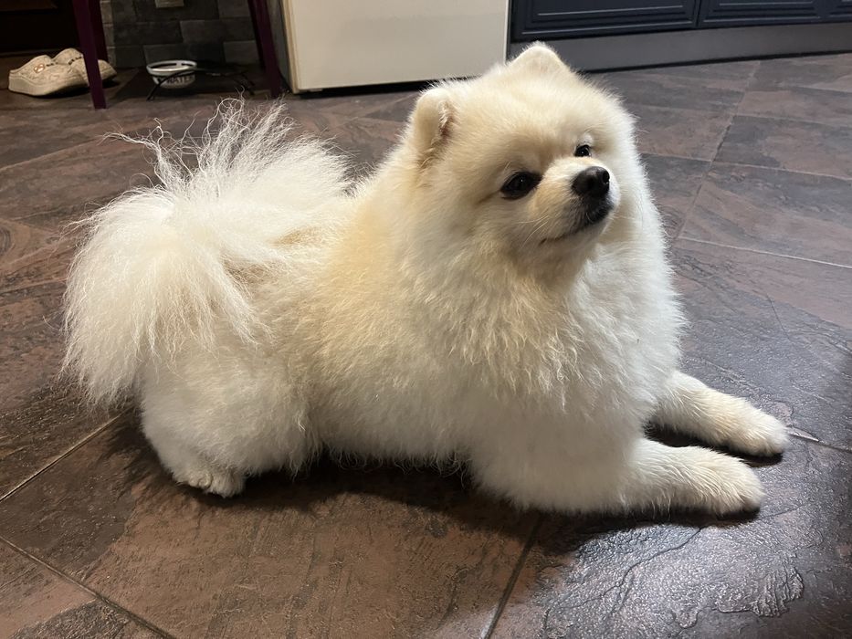 Вʼязка померанський шпіц