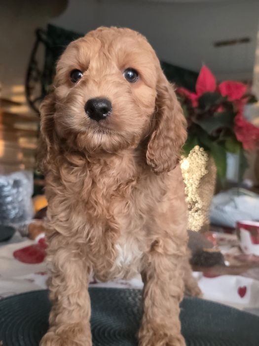 Cockapoo sliczny chlopiec Cocker spaniel i pudel