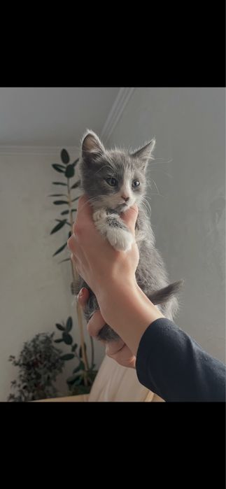 Віддам кошенят безкоштовно