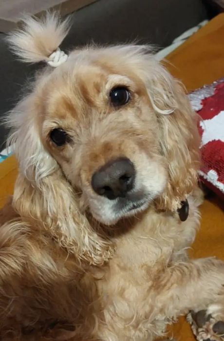 Віддам у хороші руки собачку