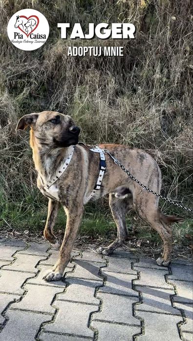 Aktywny Piesek Tajger szuka domku