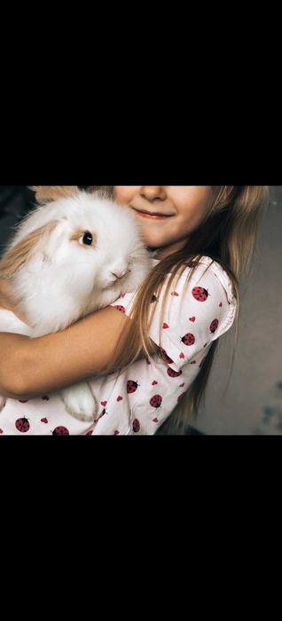 Królik miniaturka