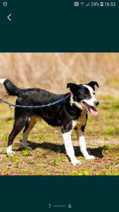 BIMM - mix border collie. 5- letni, łagodny
