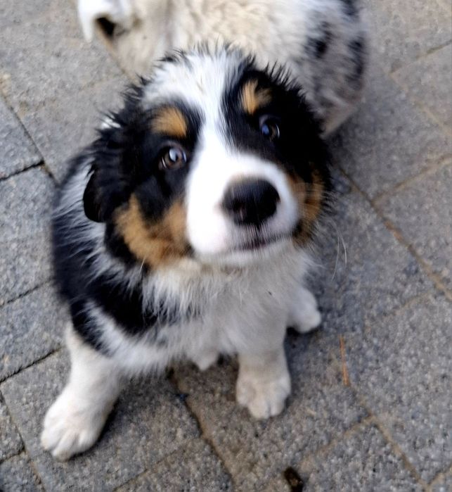Baster szczeniak Border Collie