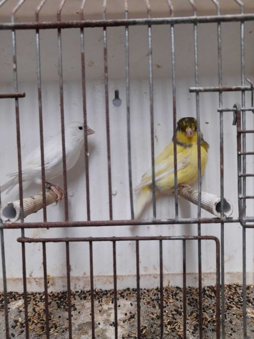 Kanarki  samce  na spiewie