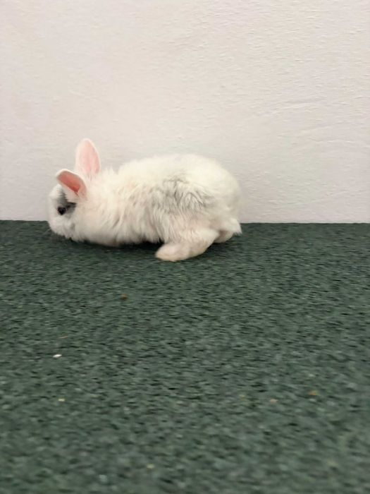 Coelhos anões mini lop*Lionhead