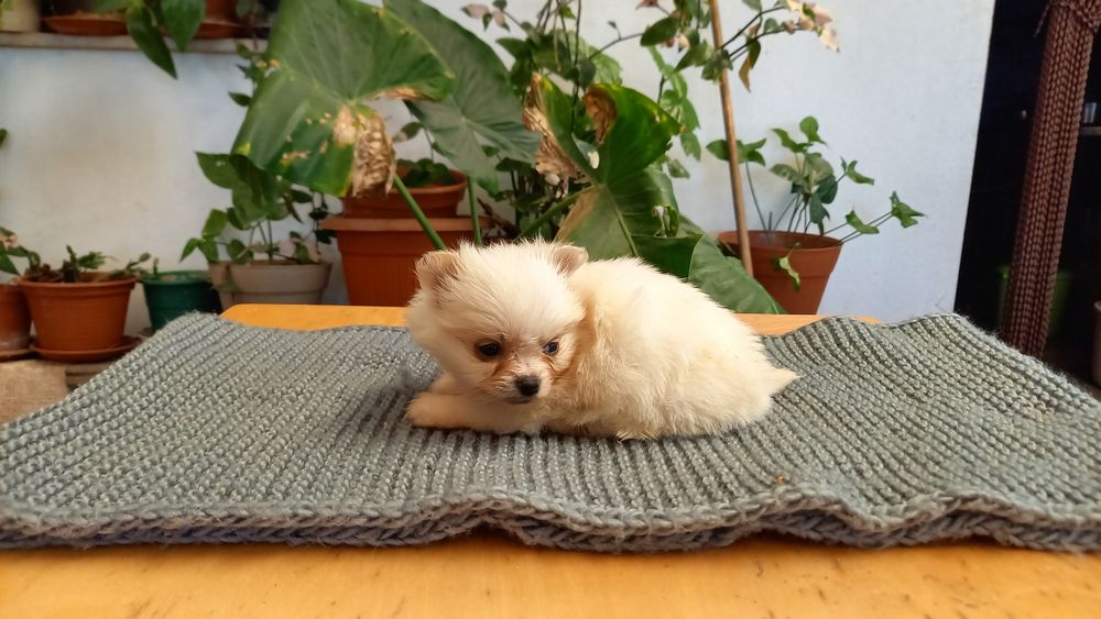 Spitz Alemão Lulu com vacinas