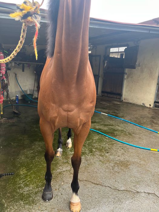 Cavalo psi macho