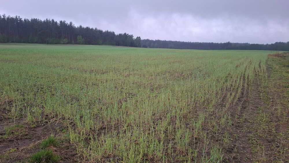 Działki budowlane Stara Kiszewa