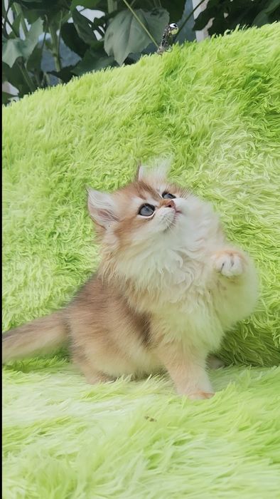 Шотландське кошеня золота шиншила