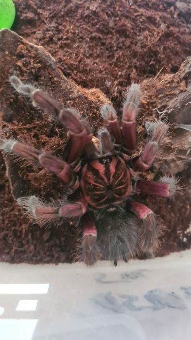 Pamphobeteus sp. Mascara samiec dorosły