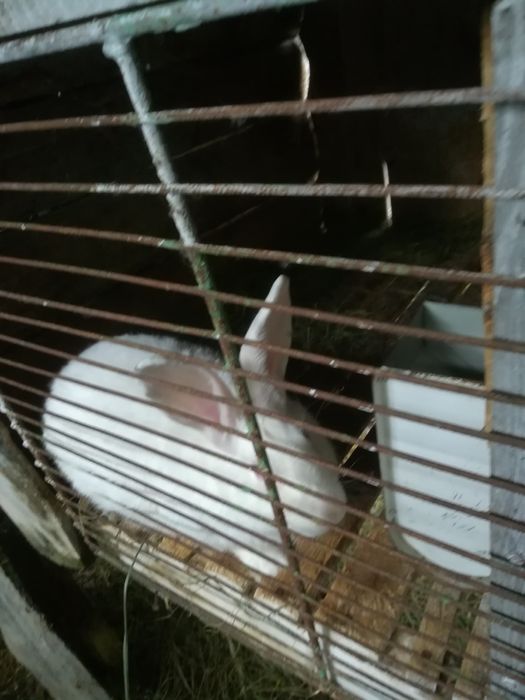 Кролі термонці різного віку. Провакциновані від двох хворіб.