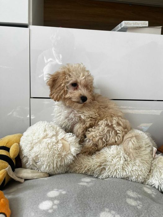 śliczna sunia pudel