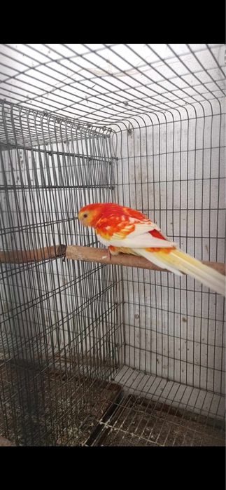Red rumped macho