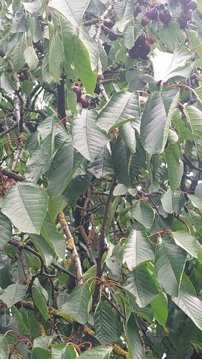 Будинок за адресою (площа 87 м²) - Atlanta.ua - фото 17