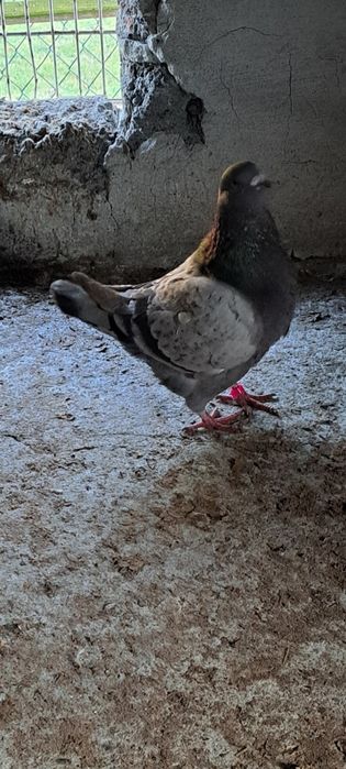 Gołębie kingi samce