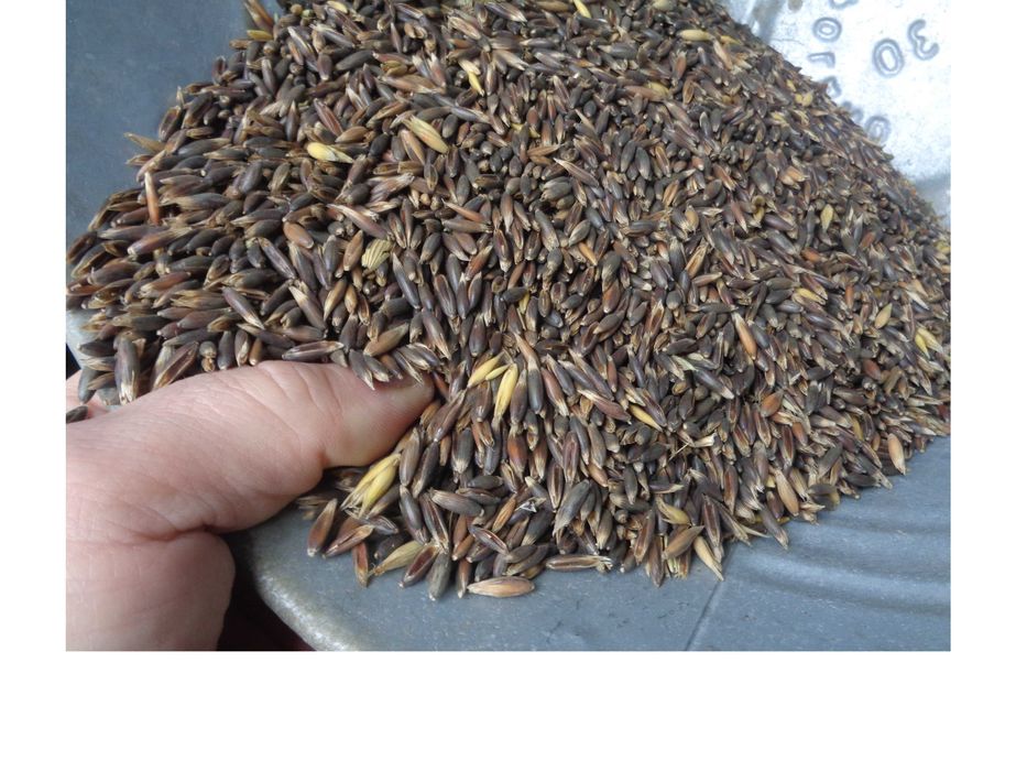 Owies czarny, Gniady. Ładny, suchy