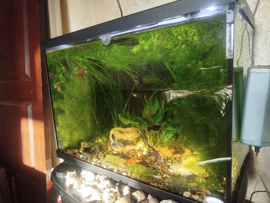 Водоросли роголистник двух видов