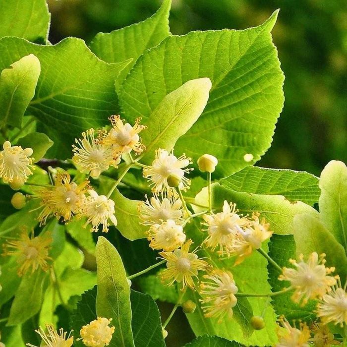 Lipa drobnolistna sadzonki z gruntu