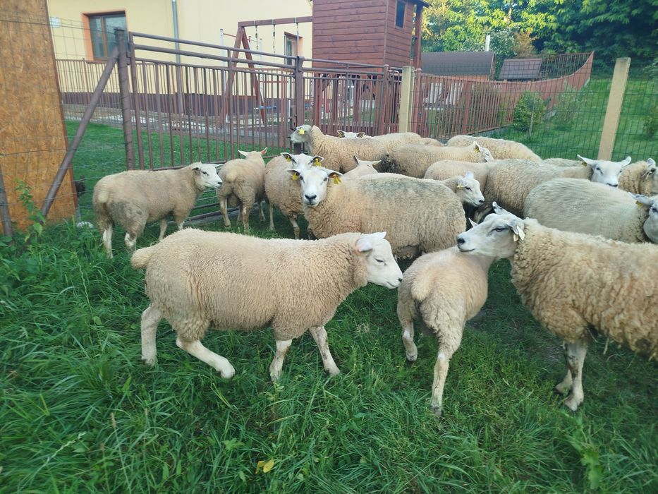 Jagnięta rasy Texel