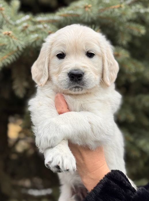 Золотистий ретривер.