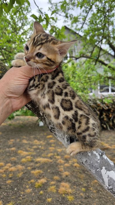 Бенгальская девочка