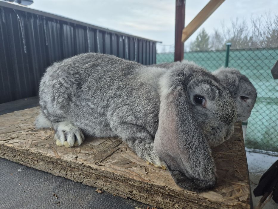 Królik baran francuski
