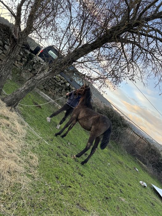 Vendo cavalo preto inteiro