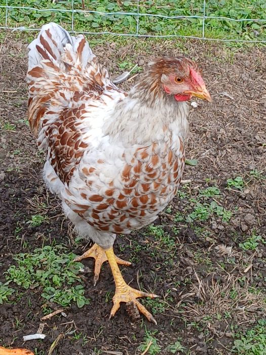 Koguty ozdobne, wayndotte, brahma Isabell