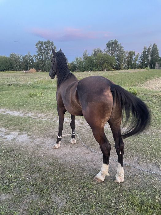 Продам коника 5 років