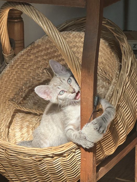 Gatinhos para adopção - procuram nova familia :)