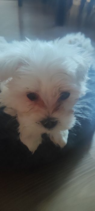 Śliczne maltańczyki