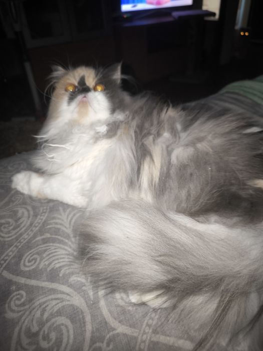 Персидская девочка