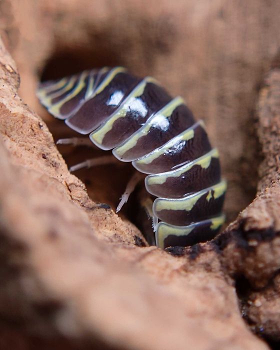 Armadillidium maculatum "Yellow Zebra", isopody, 10 szt.