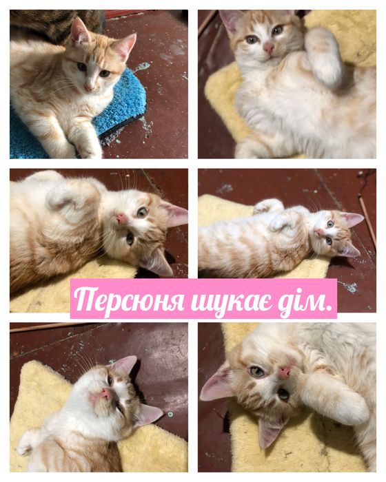 Котики і цуценя шукають дім