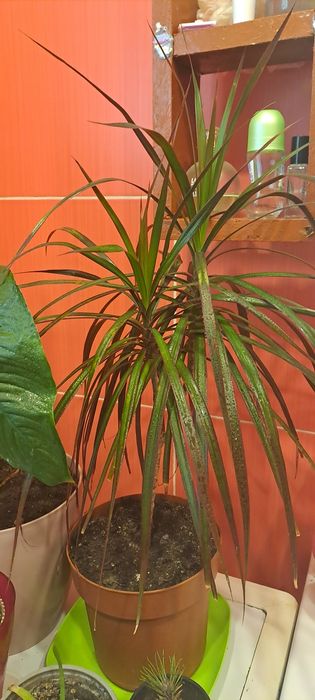 Пальма драцена комнатная