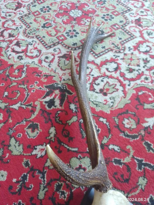 Настенные рога оленя